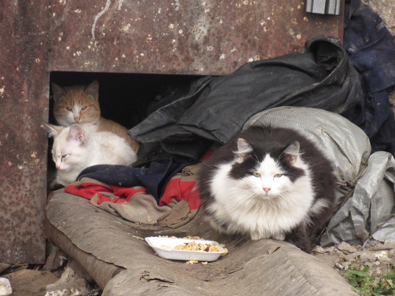 Петропавловск — город сытых бездомных кошек