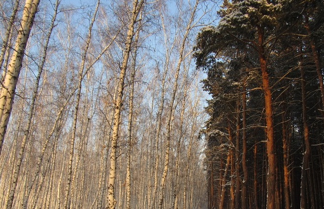 мещанский лес