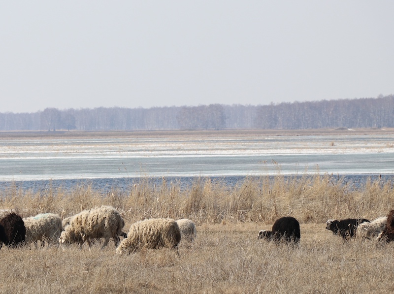 На севере Казахстана жители пьют воду из открытых источников