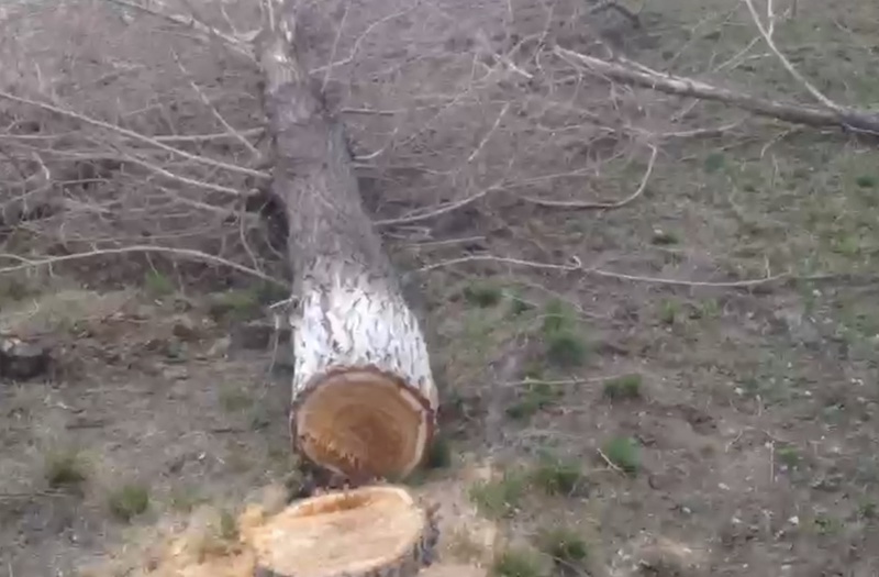 В Петропавловске отдел ЖКХ отреагировал на незаконный спил деревьев 