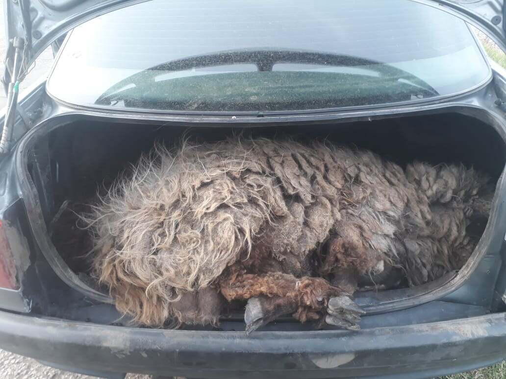 На севере Казахстана рецидивист украл баранов, засунув их в багажник «Ауди»