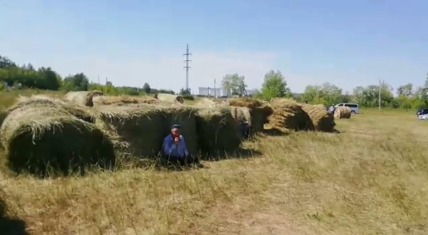 «Золотое» сено: как сельчанину на севере Казахстана прокормить животных