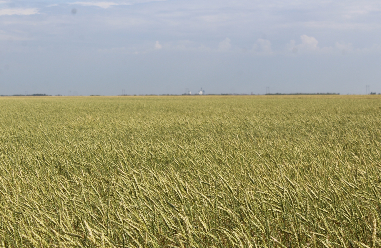 На севере Казахстана аграрию незаконно отказали в субсидиях