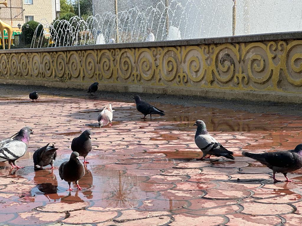фонтан жара лето город голуби