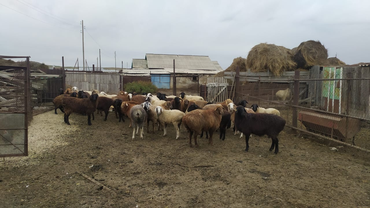 Полицейские Акмолинской области нашли и вернули сельчанину больше 40  пропавших овец — Петропавловск News