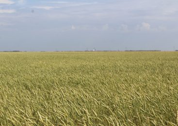 Аграрии Северного Казахстана планируют внести 256 тысяч тонн удобрений
