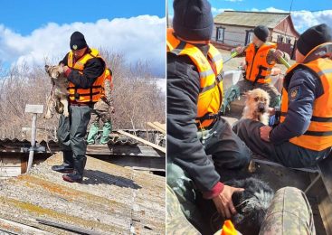 Собаки спасались от наводнения на крышах: на севере Казахстана продолжают эвакуировать людей и животных