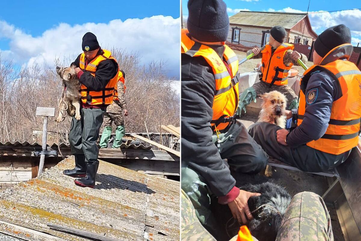 Собаки спасались от наводнения на крышах: на севере Казахстана продолжают эвакуировать людей и животных