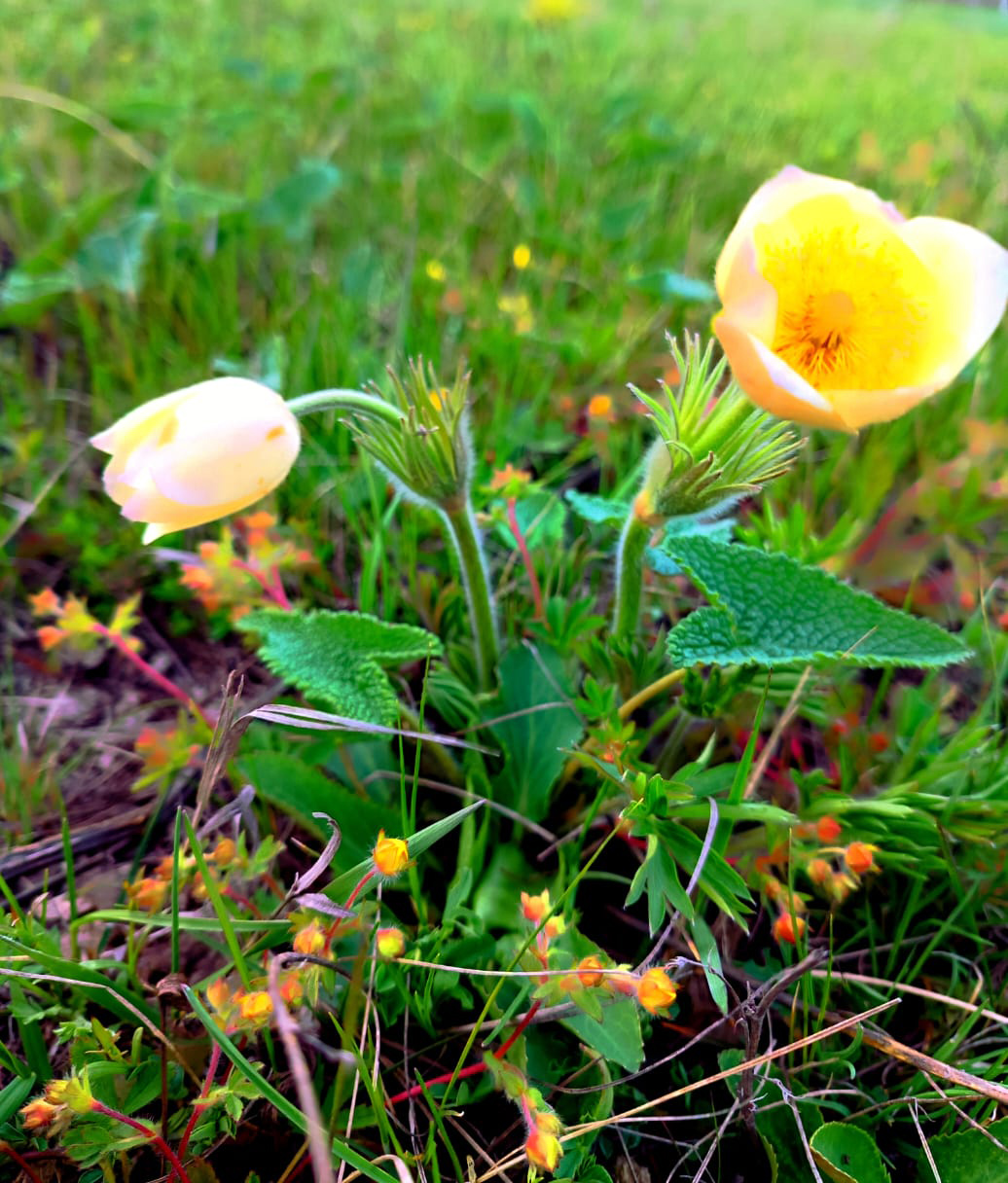 На севере Казахстана наступила весна, сельские жители фотографируют цветы