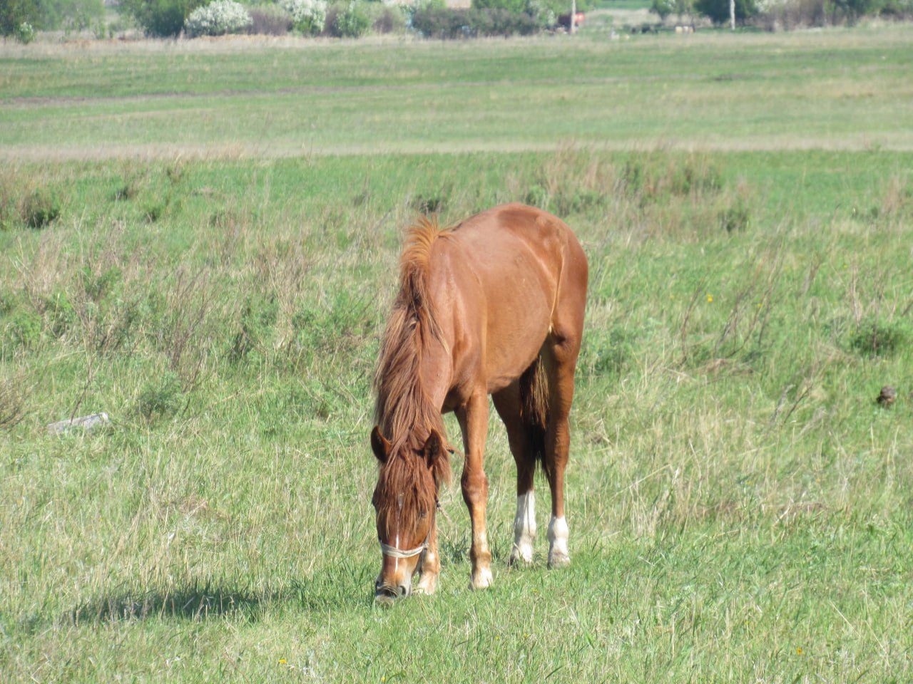 Кони, лошади, Северо-Казахстанская область