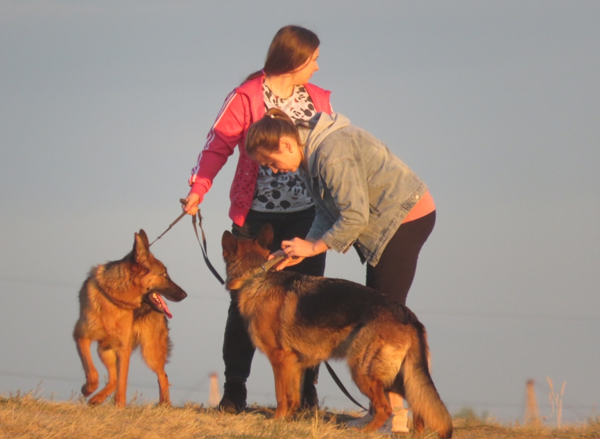 Налога на собак в Казахстане не будет — министерство экономики
