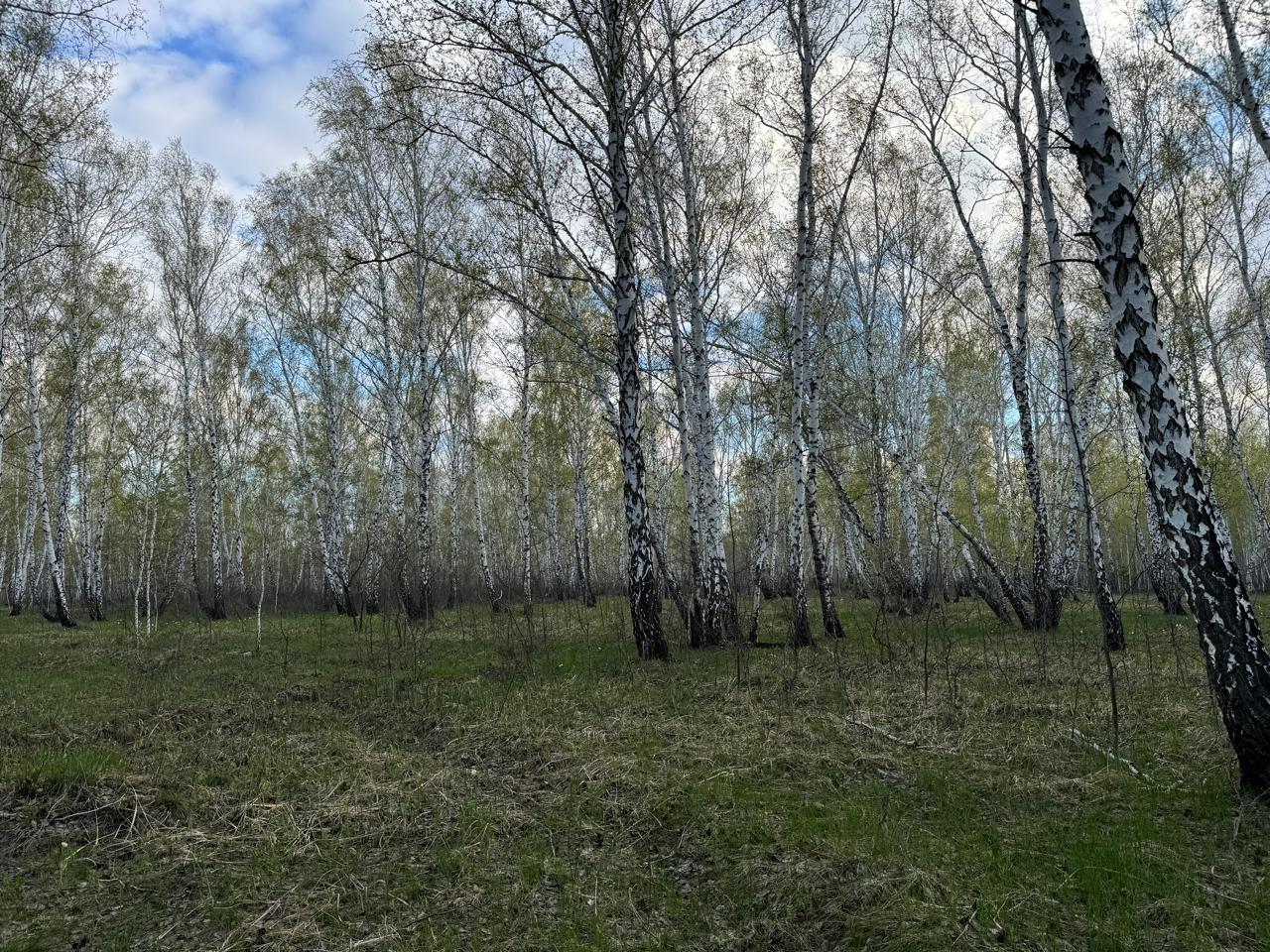 Подснежники, Мещанский лес, Петропавловск