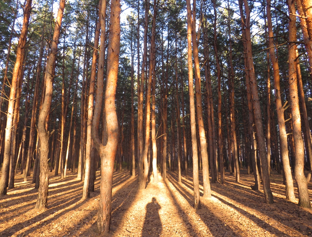 Мещанский лес в Петропавловске очистят и переведут в статус парка