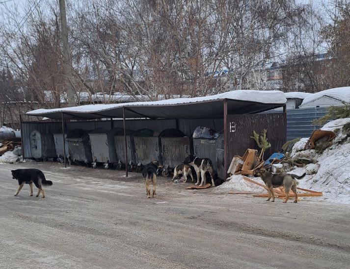 бродячие собаки стали чаще кусать людей в Северо-Казахстанская область